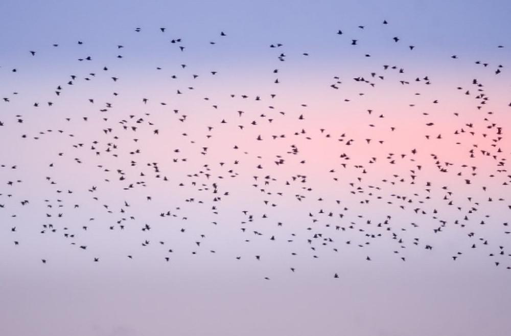 Integrative Spiritual Advisor